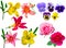 Flowers collection. collection lily flowers violet roses. Lilies