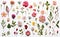 flowers collection. Flowering plants, blooming flowers on white background. Generative Ai