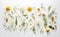 flowers collection. Flowering plants, blooming flowers on white background. Generative Ai