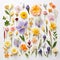 flowers collection. Flowering plants, blooming flowers on white background. Generative Ai