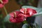 Flowers colored red Anthurium and yellow