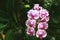 Flowers Colorful orchid genus Vanda