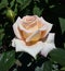 Flowers, colors, rose, coloured, cream, plant, macro, image, white, closeup, pink, backgrounds, nature, freshness, green, petal, g