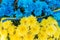 Flowers in the colors of Ukraine flag. Blue and yellow stripes