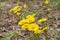 Flowers of coltsfoot on leafless stalk. Yellow spring primroses