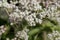 Flowers of a common boneset, Eupatorium perfoliatum