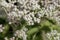 Flowers of a common boneset, Eupatorium perfoliatum