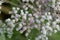 Flowers of a common boneset, Eupatorium perfoliatum