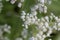 Flowers of a common boneset, Eupatorium perfoliatum