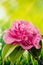 Flowers - Common camellia, Japanese camellia, Camellia, Camellia japonica