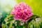 Flowers - Common camellia, Japanese camellia, Camellia, Camellia japonica