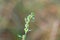 Flowers of a common knotgrass, Polygonum aviculare