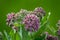 Flowers of the Common Milkweed carry a weevil and several ants in spring in a marsh