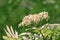 Flowers of common mountain ash on branches. Green radial blur background. Siberia. Summer