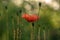 Flowers common poppy summer morning