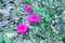 Flowers, common purslane flowers that bloom in the morning