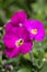 Flowers of Common Rock Cress