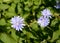 Flowers of common succory Cichorium intybus L