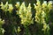 Flowers of common toadflax