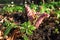 Flowers of common toothwort, Lathraea squamaria