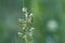 Flowers of a common twayblade or eggleaf twayblade orchid, Neottia ovata