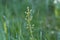 Flowers of a common twayblade or eggleaf twayblade orchid, Neottia ovata