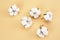 Flowers composition - Cotton flowers on pastel brown background