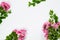 Flowers composition. Pink roses flowers on white background. Anniversary concept, hero banner mockup with copy space. Flat lay,