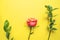 Flowers composition. Rose flowers and eucalyptus branches on yellow background. Flat lay, top view, copy space