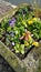 Flowers in concrete tub street decoration