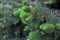 Flowers of the conifers spruce, fir called strobili. Close-up of a young shoot of a coniferous tree with small green cones