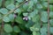 Flowers of a coralberry, Symphoricarpos orbiculatus