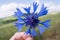 Flowers of cornflower in hand