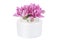 Flowers in cosmetic bottle isolated
