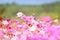 Flowers cosmos colorful pink in the garden on fresh bright blue sky background - beautiful cosmos flower nature blossom in the