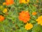 Flowers of Cosmos sulphureus