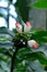 Flowers of Costus lucanusianus or African Spiral Ginger plant