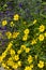 Flowers of Cota tinctoria golden marguerite, yellow chamomile, or oxeye chamomile