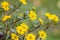 Flowers of Cota tinctoria or yellow chamomile