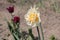 Flowers in the courtyard in the summer time during the day