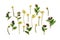Flowers cowslip  Primula veris, petrella, herb peter, paigle, peggle , lungwort, farfara, on a white background