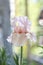 Flowers cream iris backlit on a colorful background