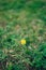 Flowers Crepis in green grass