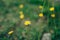 Flowers Crepis in green grass