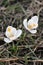 Flowers Crocuses. First flowers. Flowers in the garden. Spring