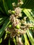 Flowers of cuban petticoate palm