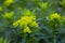 Flowers Cushion spurge macro . Euphorbia epithymoides, Euphorbia polychroma