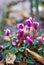 Flowers of a Cyclamen