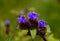 Flowers (Cynotis tuberosa)