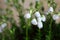 Flowers of Daboecia cantabrica